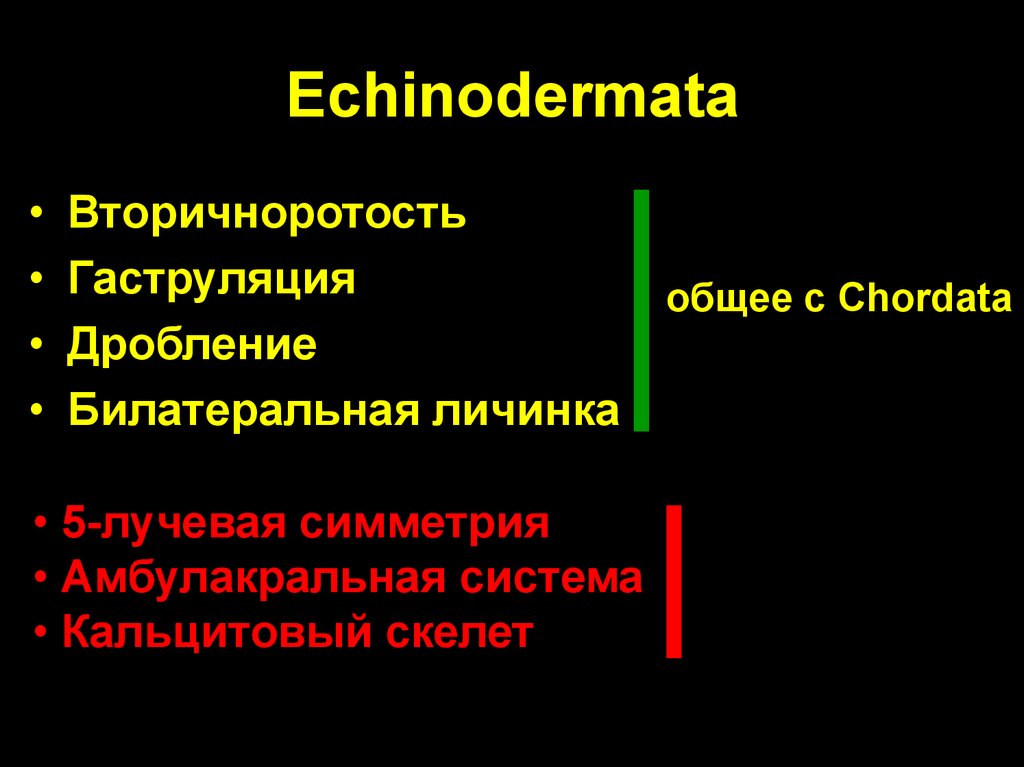 Echinodermata