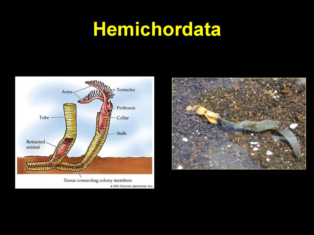 Hemichordata