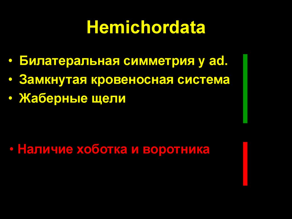 Hemichordata