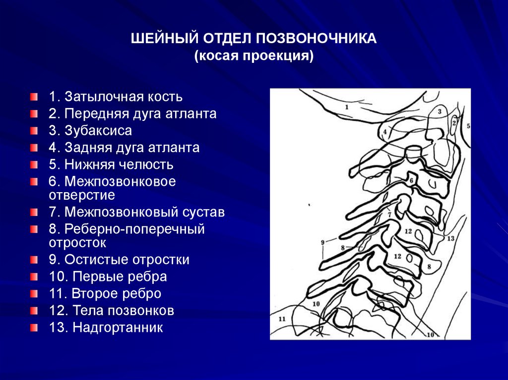 Позвоночник проекции. Шейный отдел позвоночника рентген анатомия. Строение шейного отдела сзади. Косая проекция шейного отдела позвоночника. Шейный отдел сбоку.