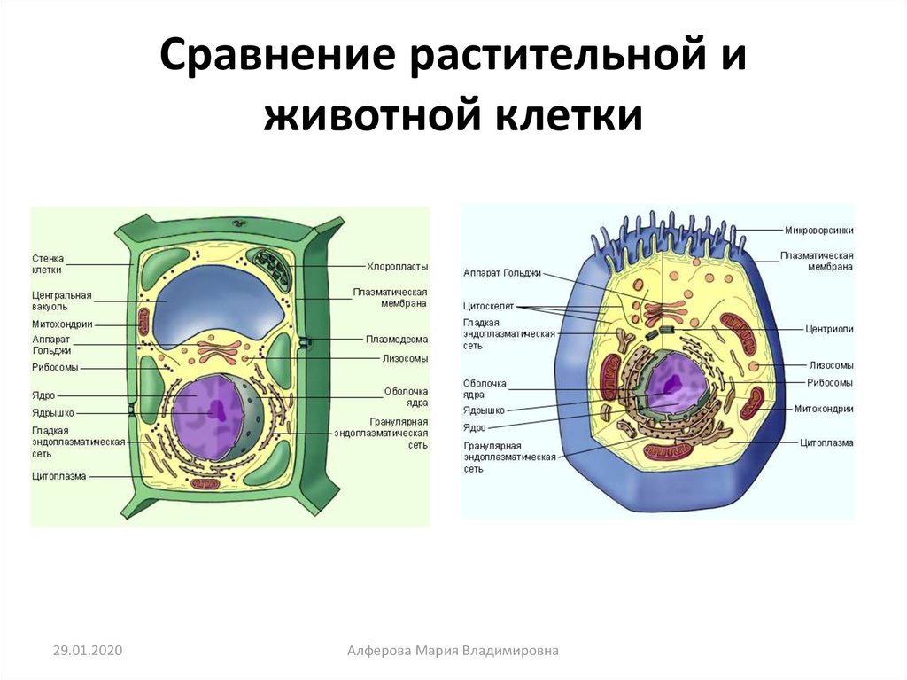 Сравнение растительной и животной клетки таблица