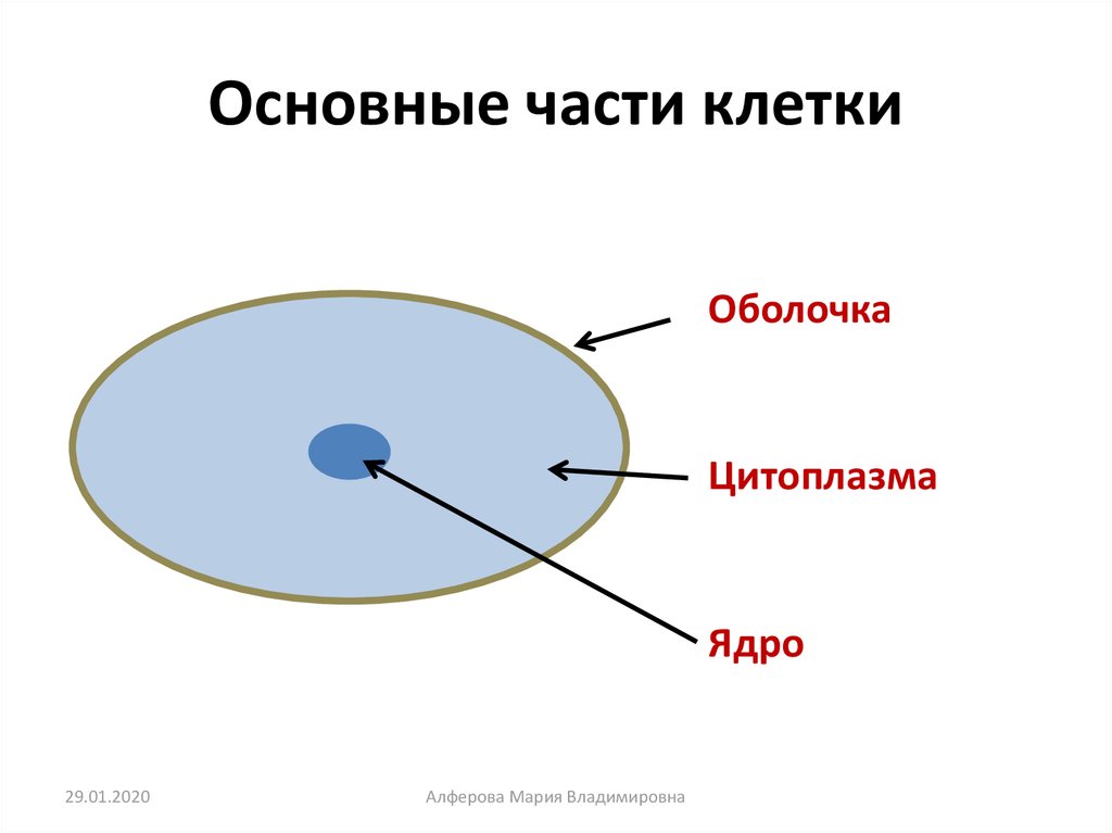 Основные части клетки