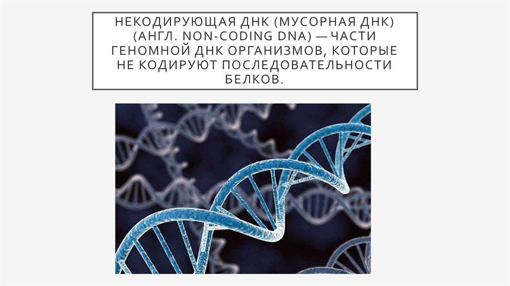 Кодирующая днк. Некодирующий участок ДНК. Мусорная ДНК. Некодирующая мусорная ДНК. Некодирующие последовательности ДНК.