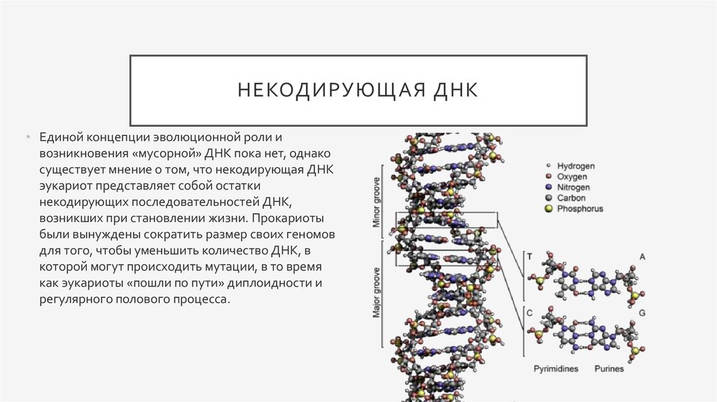 Почему днк. Некодирующая ДНК. Некодирующие участки ДНК. Мусорная ДНК. Некодирующая цепочка ДНК.