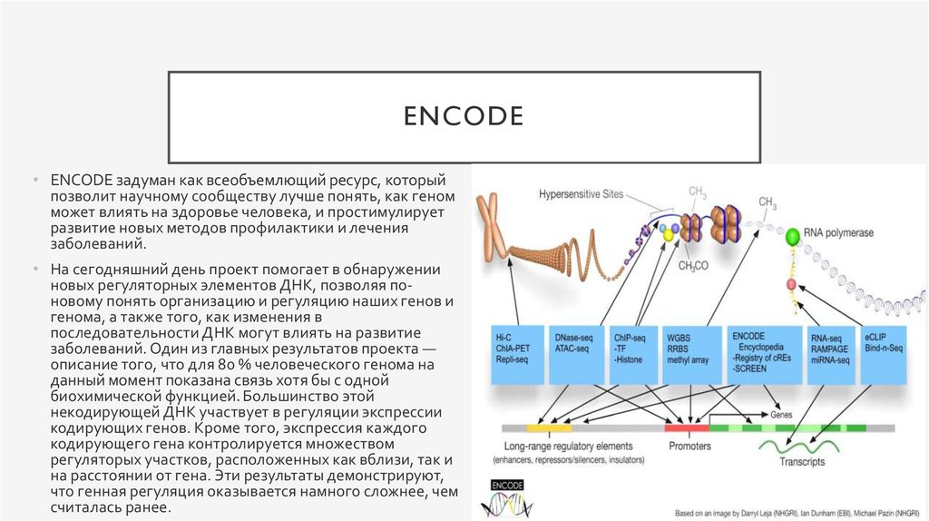 Днк бренда это. Проект encode. Некодирующей ДНК.. Некодирующий участок ДНК. Некодирующая мусорная ДНК.