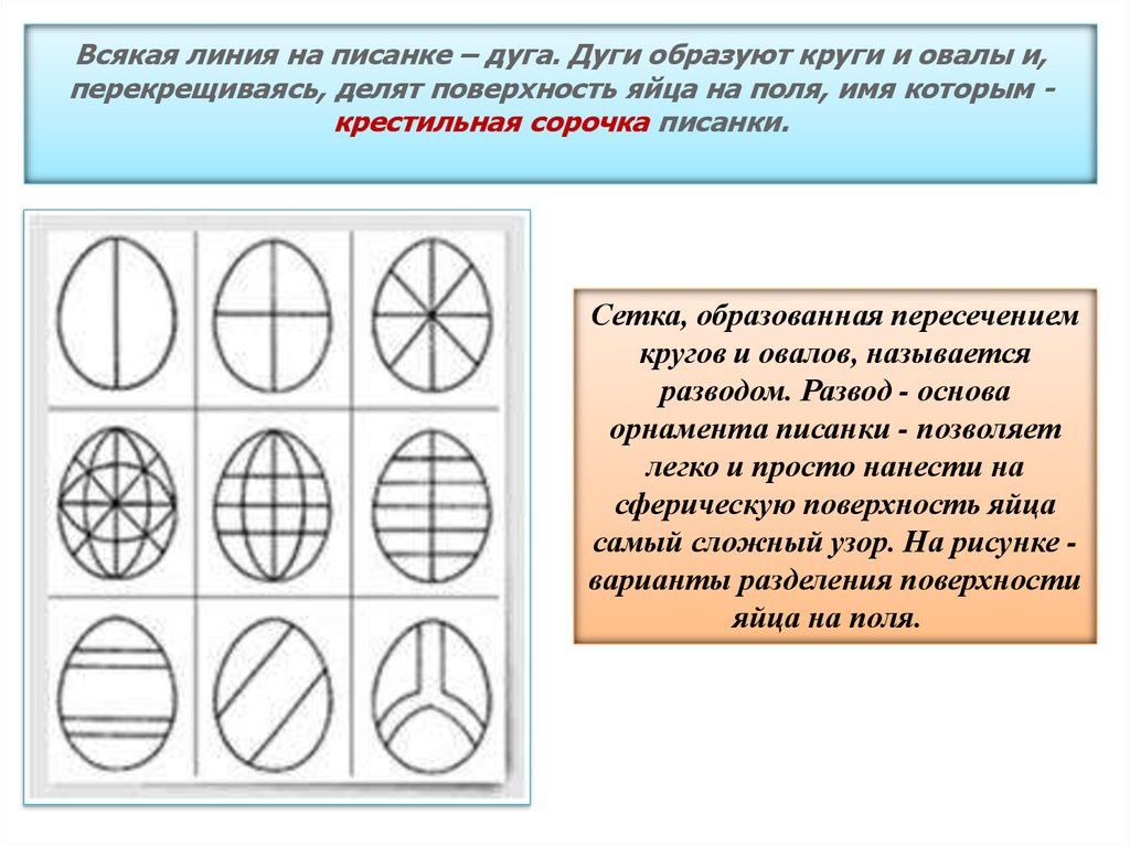 Чертеж яйца с размерами