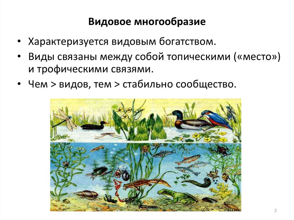 Видовое разнообразие. Видовая структура сообщества. Видовое биоразнообразие.