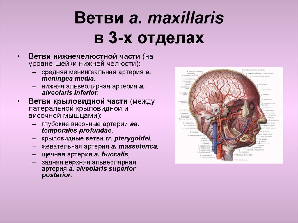 Ветви верхнечелюстной артерии