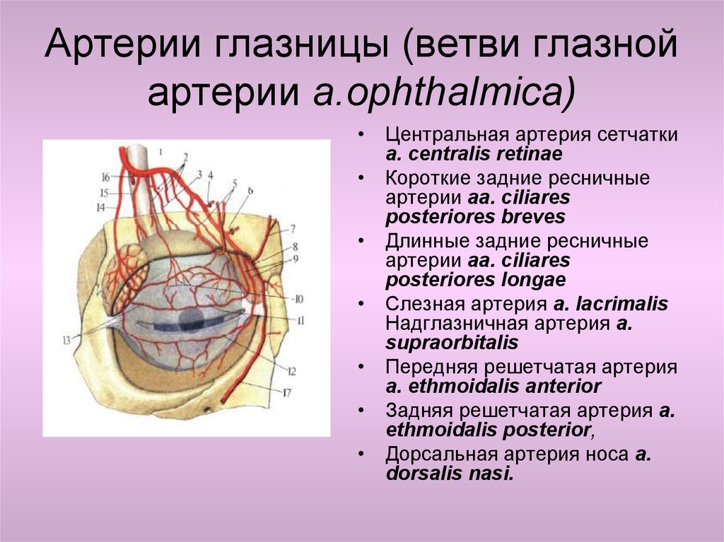 1 строение глазницы. Ветви глащничеой аптерит. Кровоснабжение глазницы схема. Кровоснабжение глаза анатомия. Вены глазного яблока анатомия.