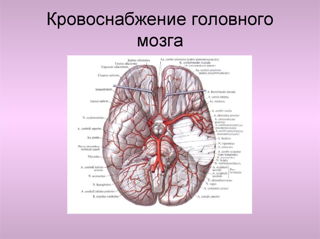 Схема мозгового кровообращения