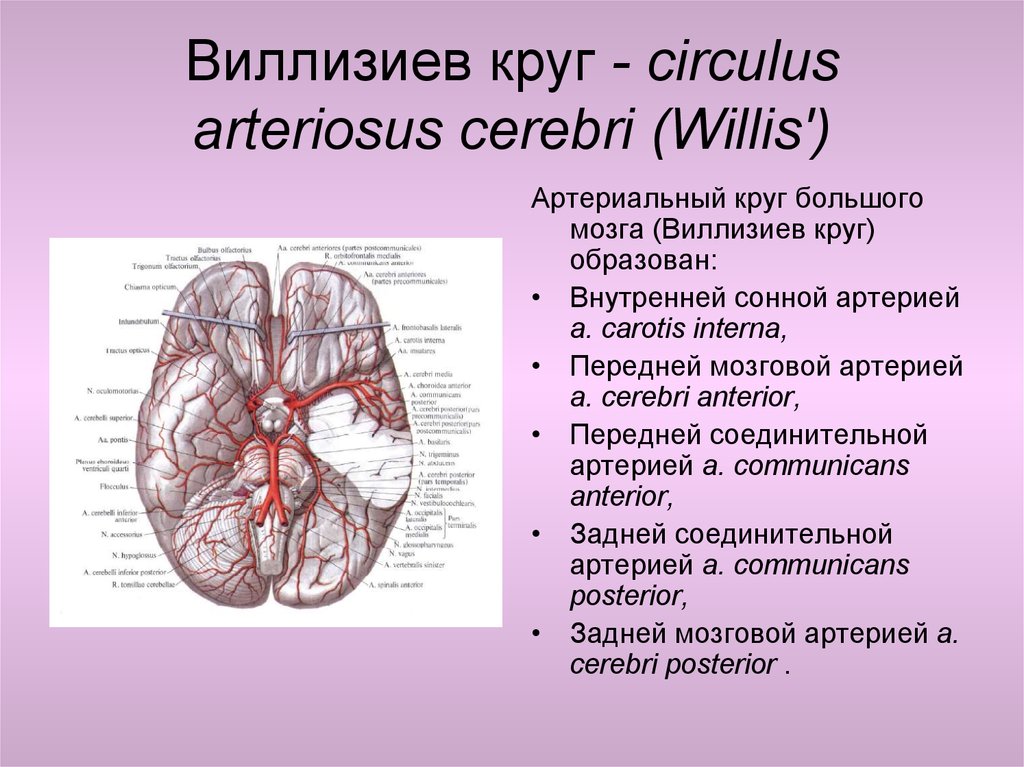Мозговые артерии анатомия. Артериальный круг большого мозга Виллизиев круг. Виллизиев круг анастомозы. Кровоснабжение головного мозга Визилиев круг. Артерии Виллизиева круга анатомия.