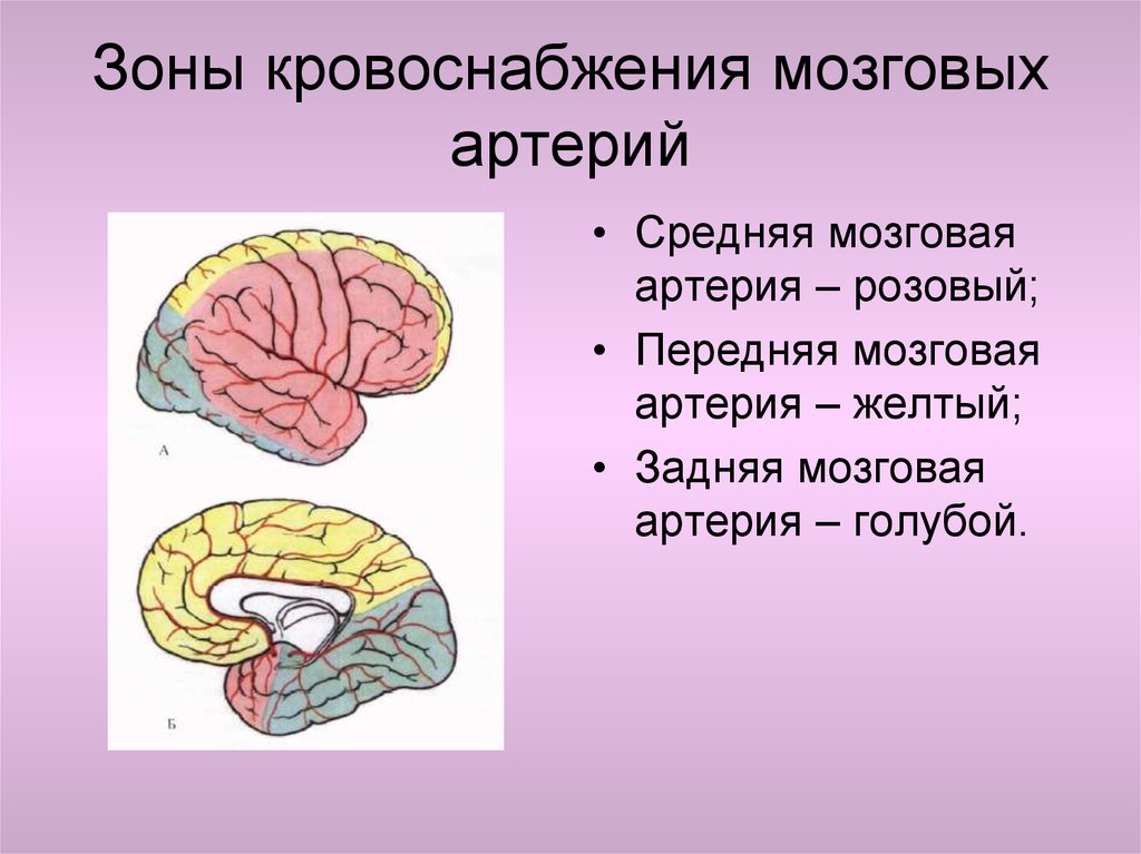 Бассейны кровоснабжения головного мозга