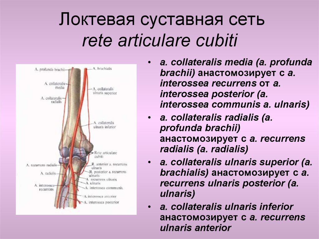 Иннервация коленного сустава схема