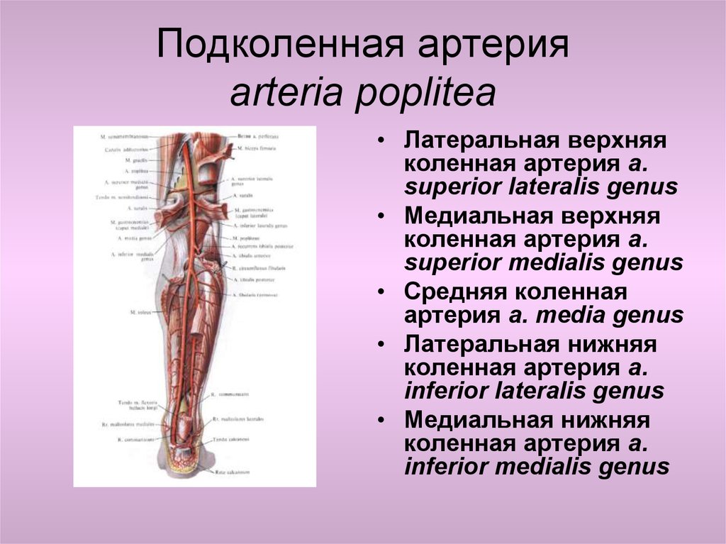 Коленная сеть артерии схема