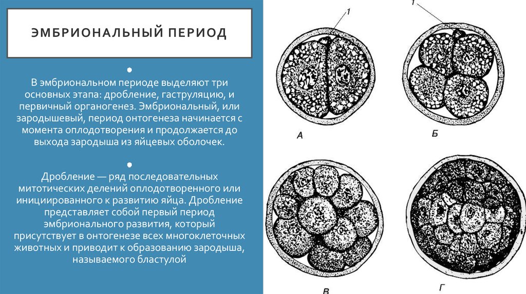 Эмбриональный срок