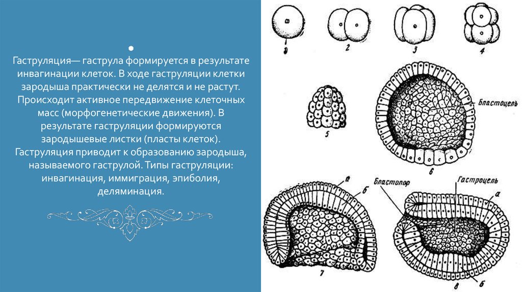 Гаструляция иммиграция рисунок