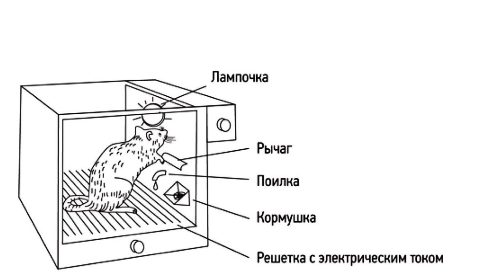 Рассмотрите рисунок на котором изображен эксперимент с мышами