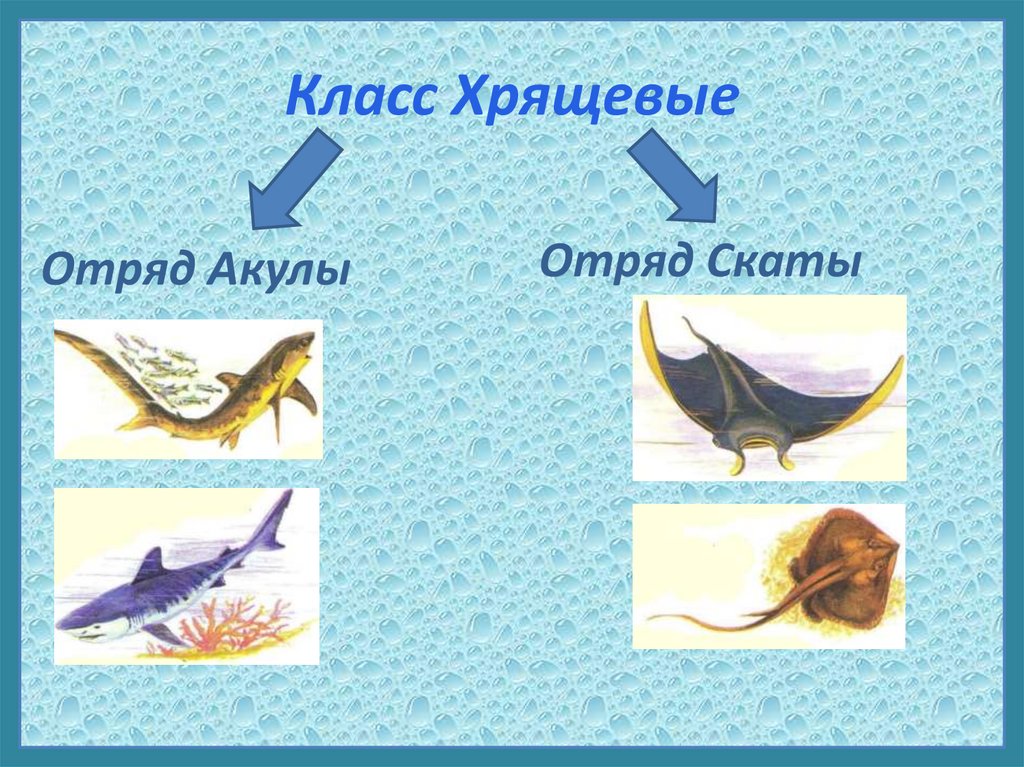 Класс хрящевые представители. Отряд акулы и скаты. Хрящевые рыбы скаты представители. Отряд хрящевые отряд акулы отряд скаты отряд.