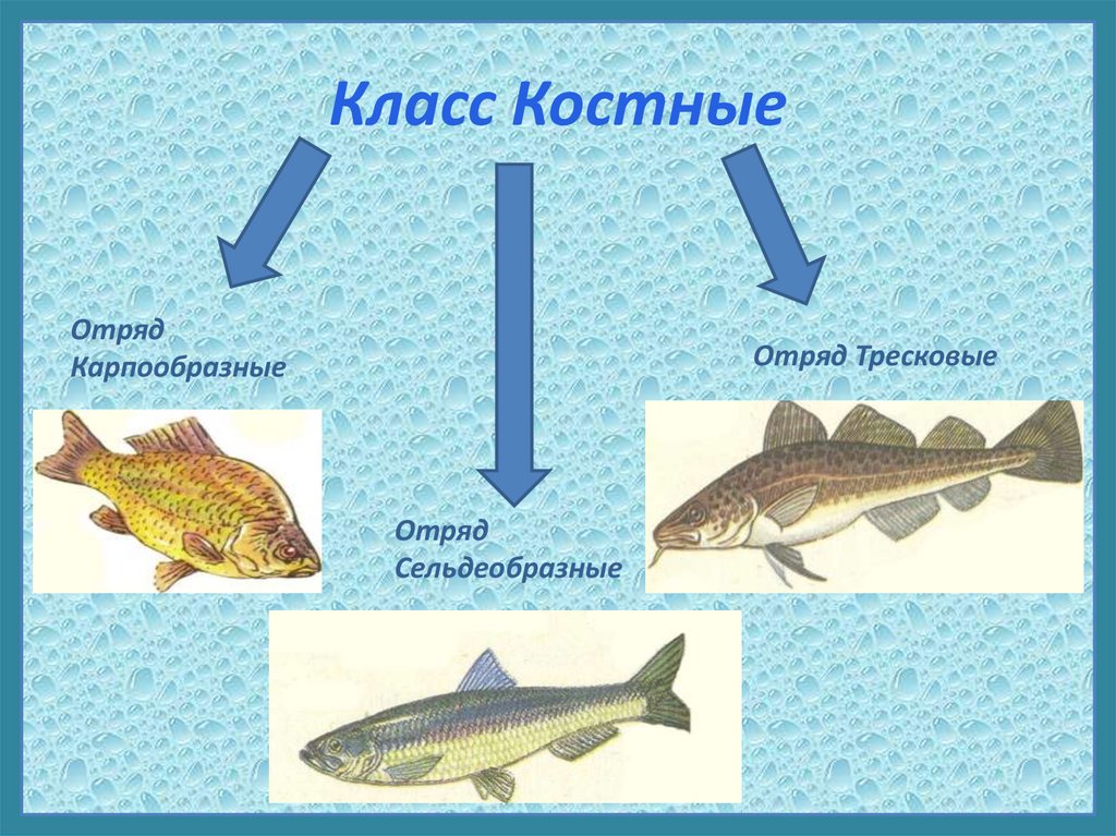 Отряд карпообразные представители. Класс костные рыбы. Отряды костных рыб.