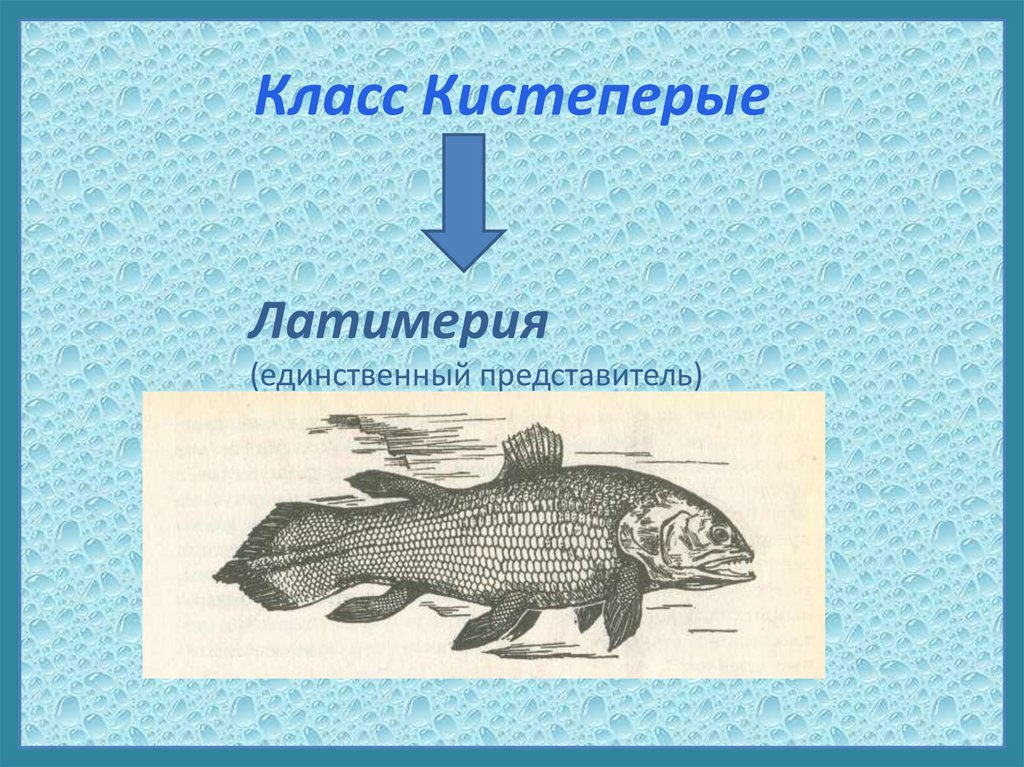 Какие особенности кистеперых рыб. Латимерия рыба строение. Класс кистеперые. Кистеперые рыбы.