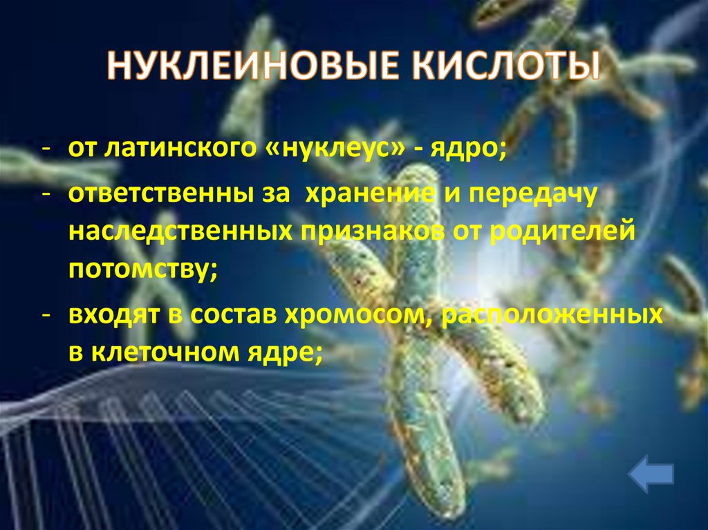 Нуклеиновая кислота входящая в состав хромосом. Спасибо за внимание для презентации по биологии нуклеиновая кислота.