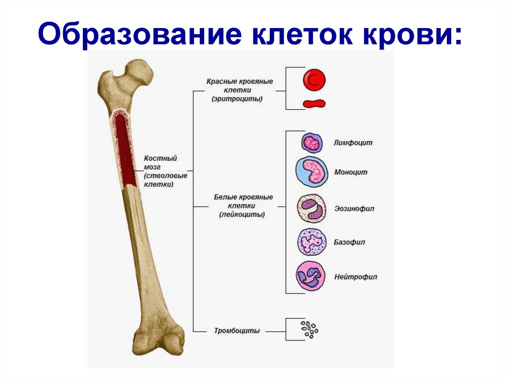 Где формируются клетки крови. Образование клеток крови в костном мозге. В Красном костном мозге образуются. Костный мозг образует клетки крови. Строение кости красный костный мозг.