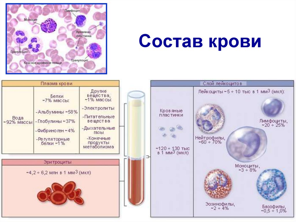 Строение крови человека схема