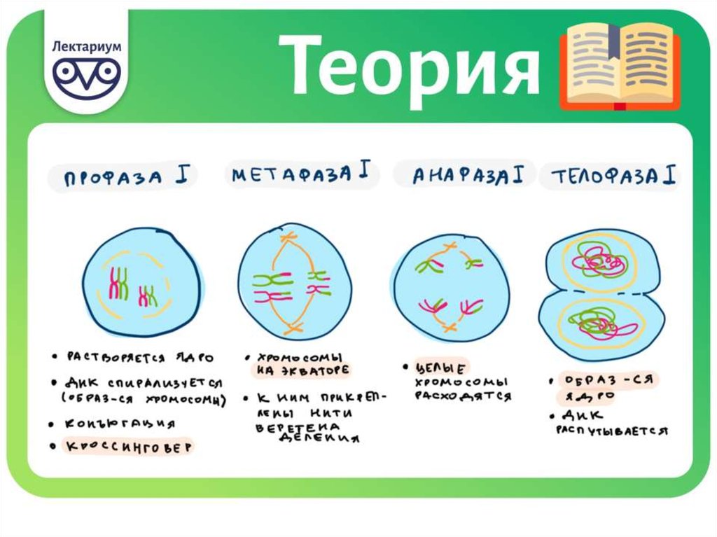 Митоз и мейоз картинки по фазам егэ