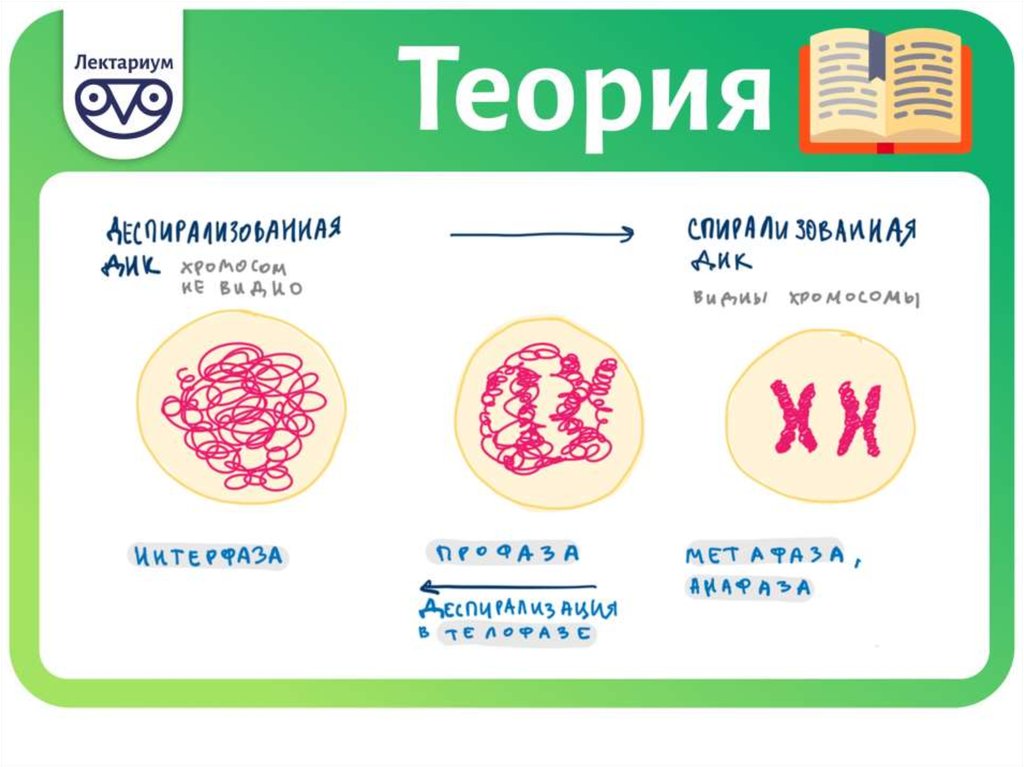 Митоз мейоз презентация егэ