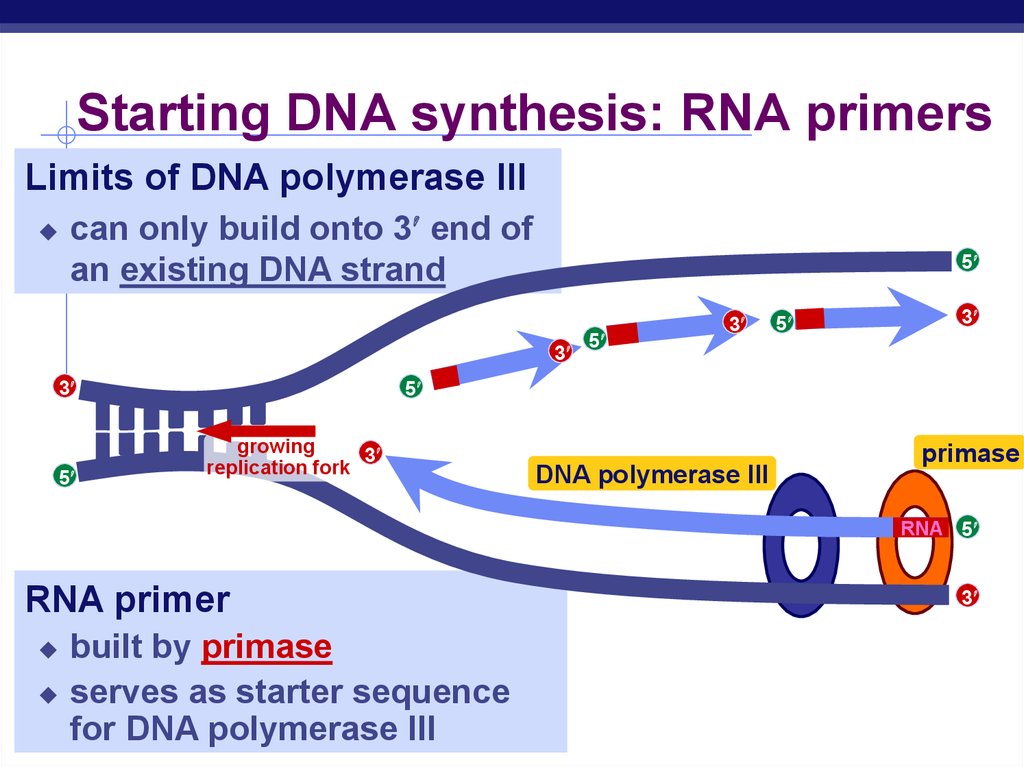 Starting DNA synthesis: RNA primers