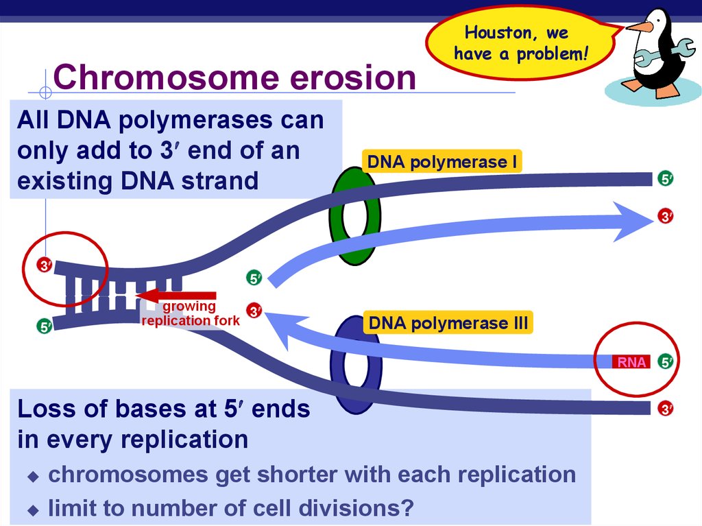 Chromosome erosion