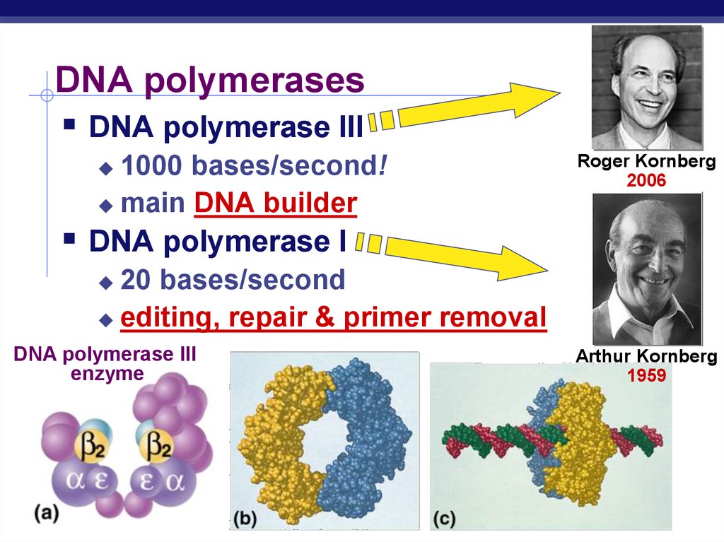 DNA polymerases