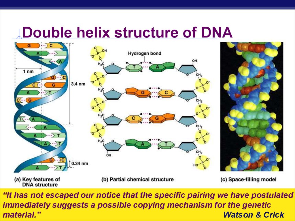 DNA Replication - презентация онлайн