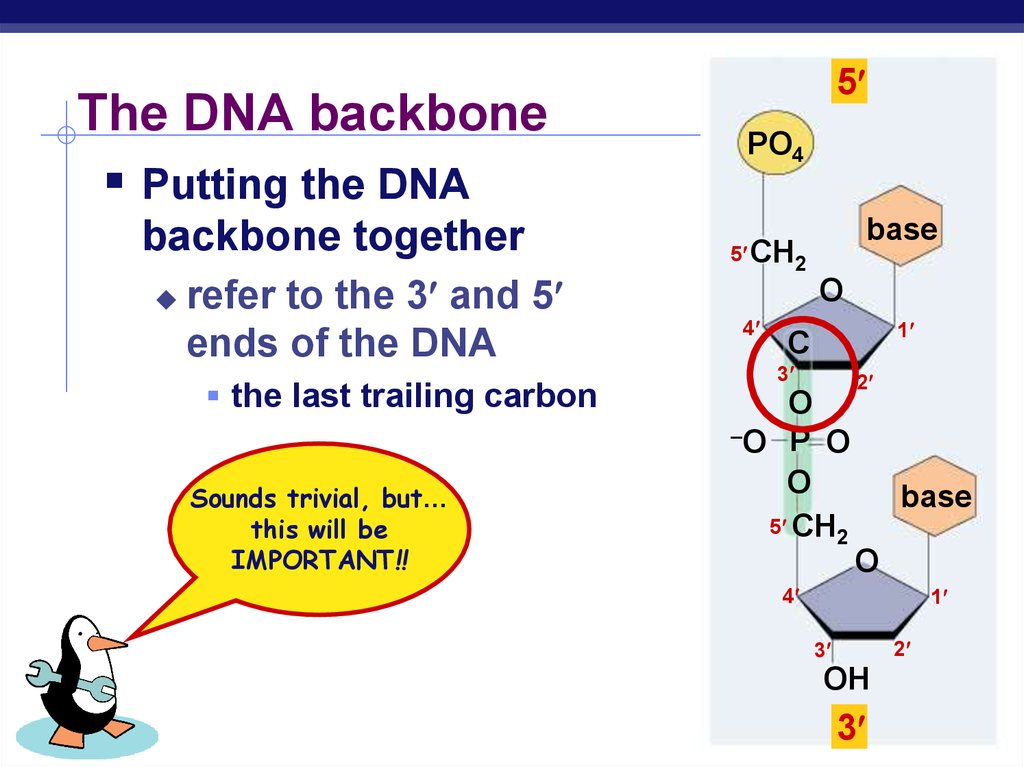 The DNA backbone