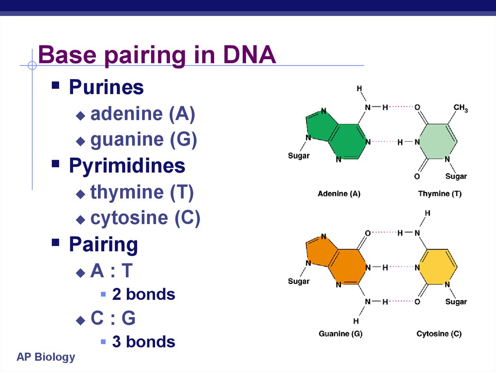 dna-replication