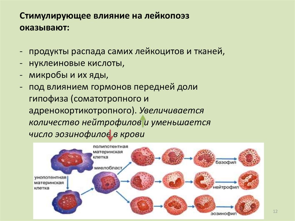 Угнетение эритропоэза. Регуляция кроветворения. Схема лейкопоэза. Средства стимулирующие эритропоэз и лейкопоэз.