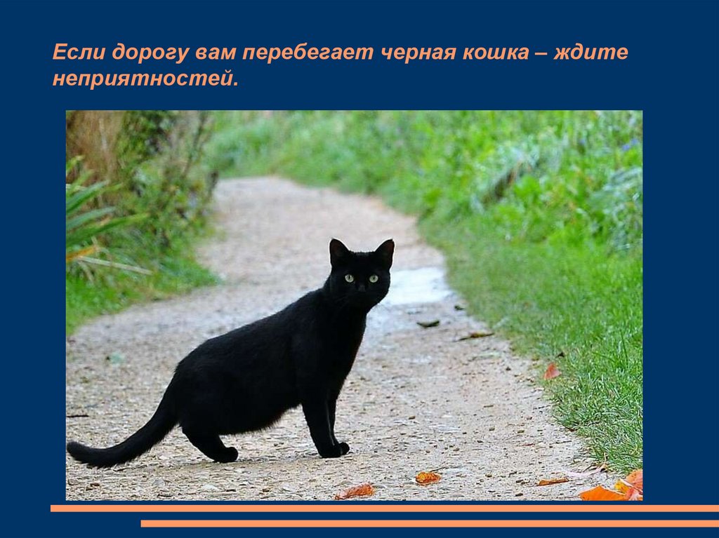 Описание черной кошки. Черная кошка перебегает дорогу. Фон для презентации суеверия. Черная кошка перебегает дорогу PNG. Суеверия коротко биография о них и фото.