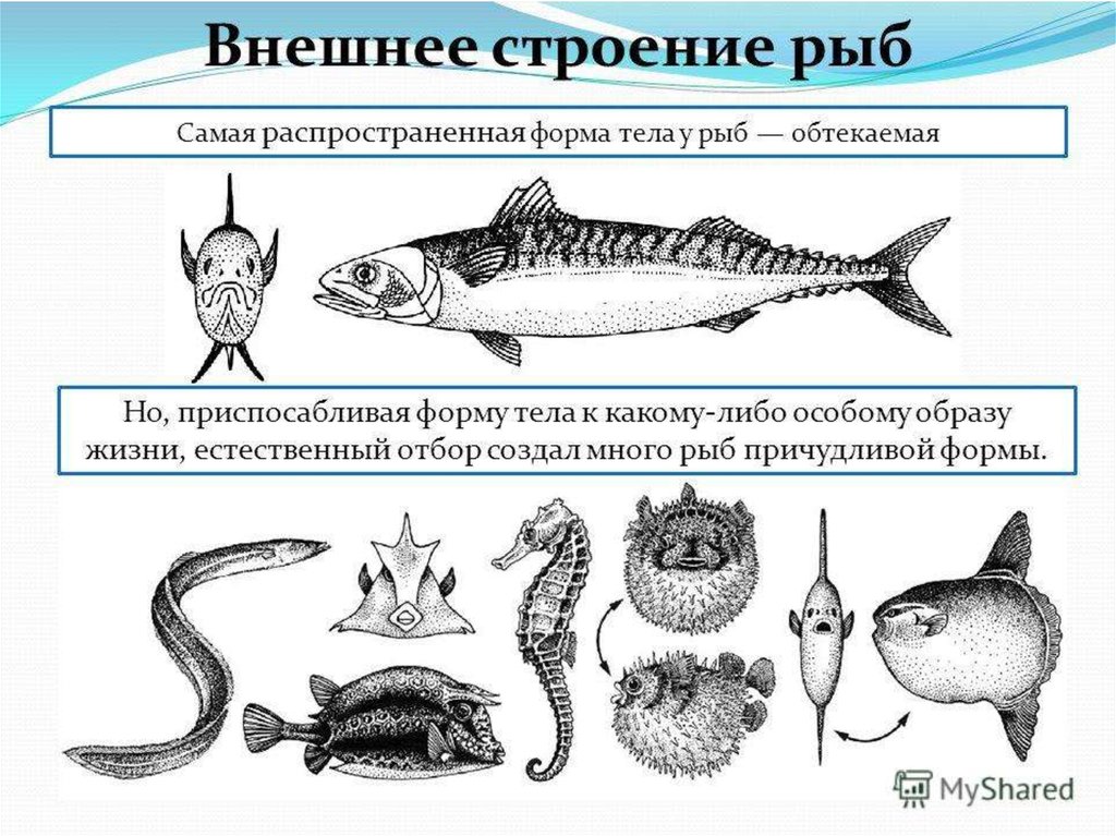 Внешние особенности рыбы. Рыбы по форме тела. Разнообразие форм тела рыб. Строение и формы тела рыб. Рыбки форма тела.