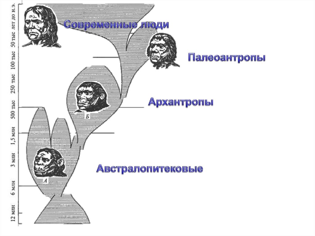 Антропогенез расы