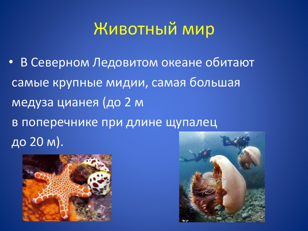 Группы живых организмов в океане