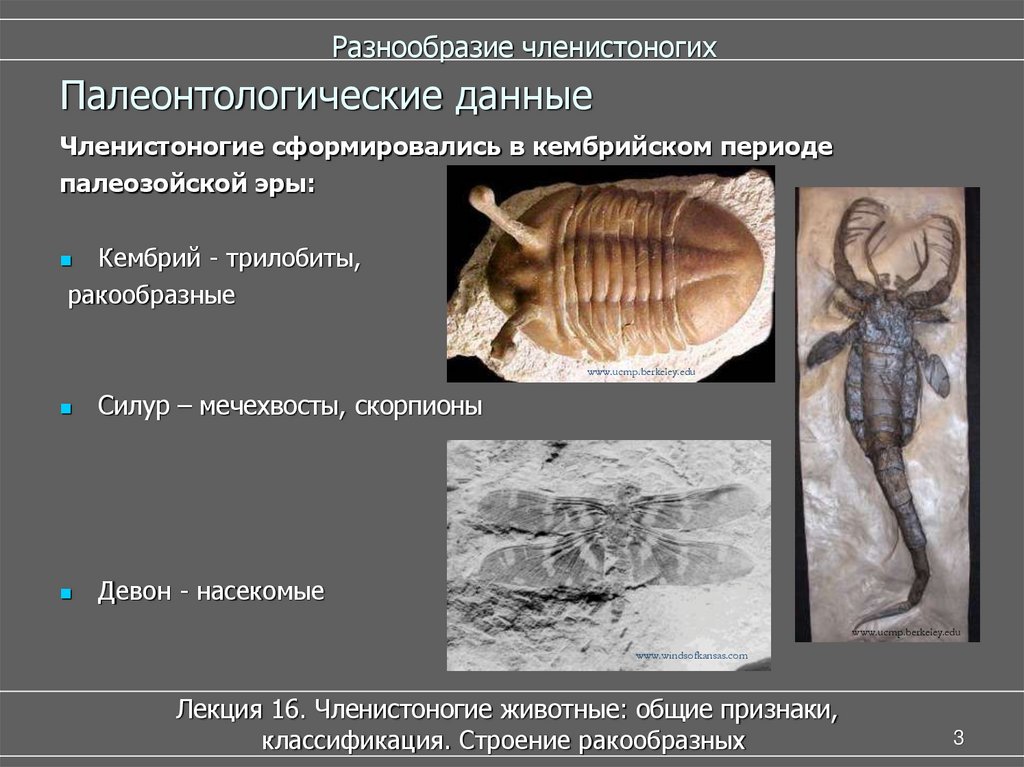 Представители членистоногих. Трилобит признаки членистоногих. Ароморфозы членистоногих. Древние представители членистоногих. Членистоногие таблица многообразие.