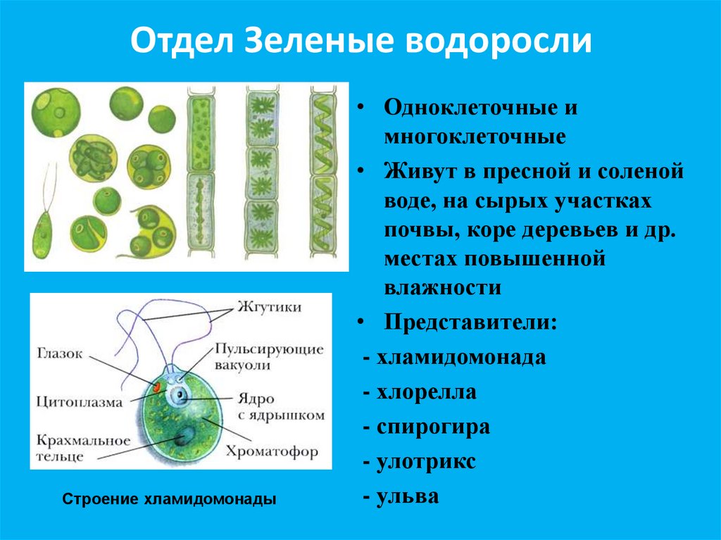 Водоросли их многообразие в природе презентация 6 класс пономарева