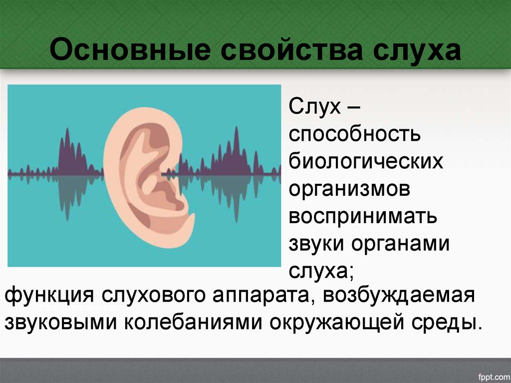Ухо человека способно улавливать звук с частотой