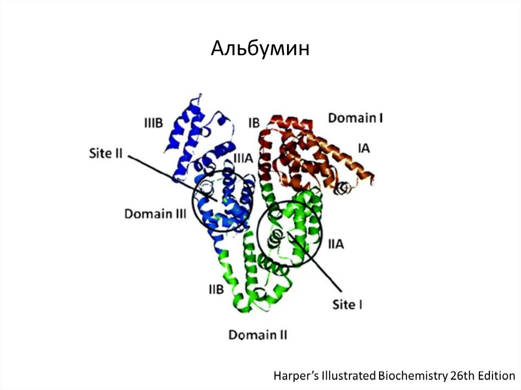 Альбумин сыворотки крови. Альбумин строение структурная формула. Человеческий альбумин структура. Сывороточный альбумин человека структура. Белок альбумин структура белка.