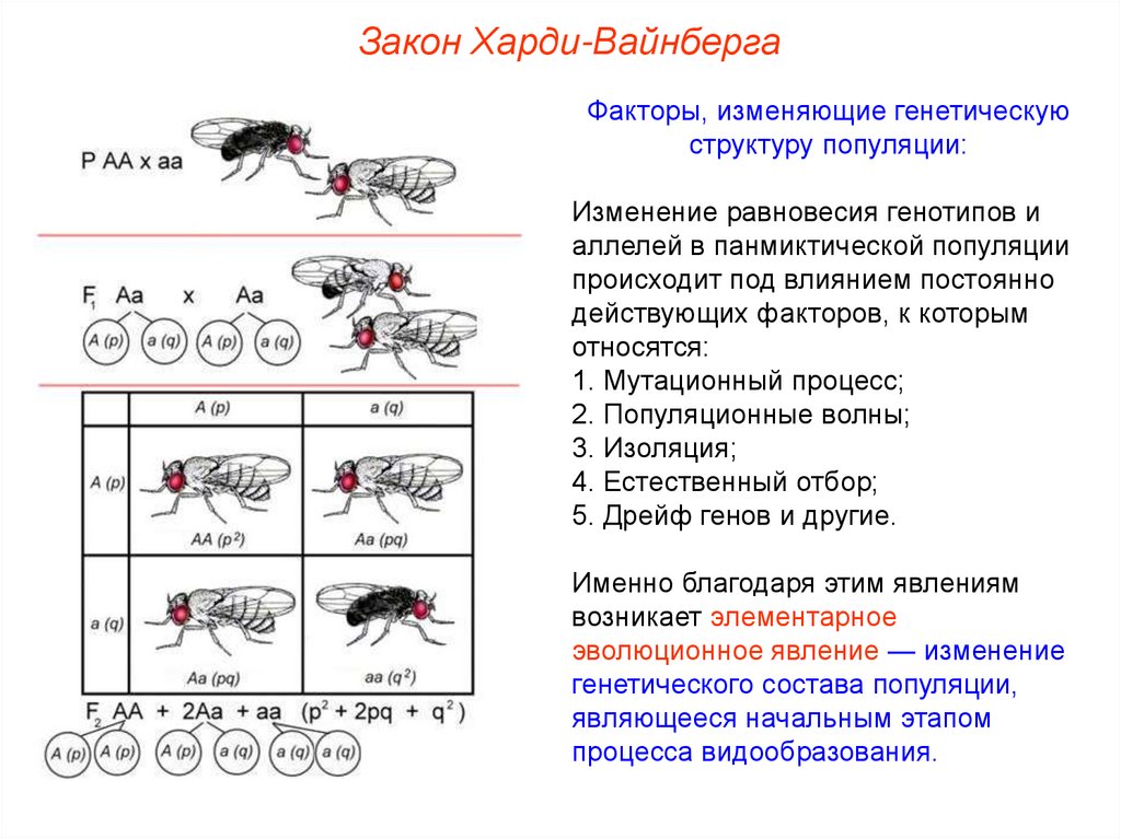 Генетический состав популяции 11 класс презентация