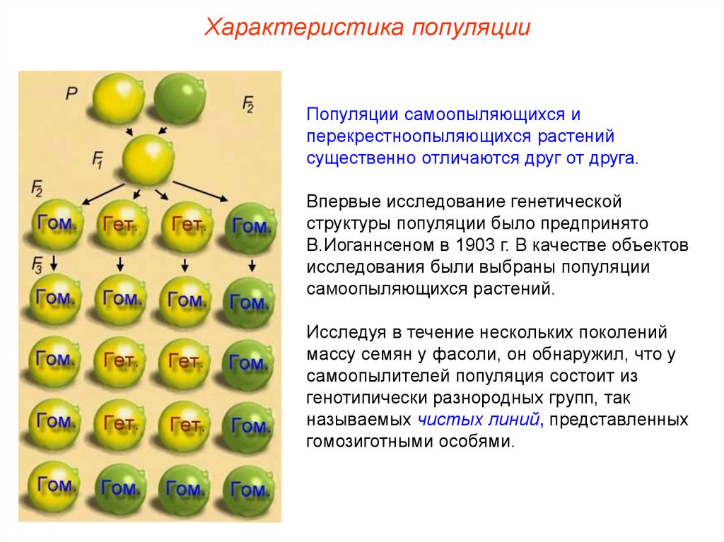 Генетика популяции презентация