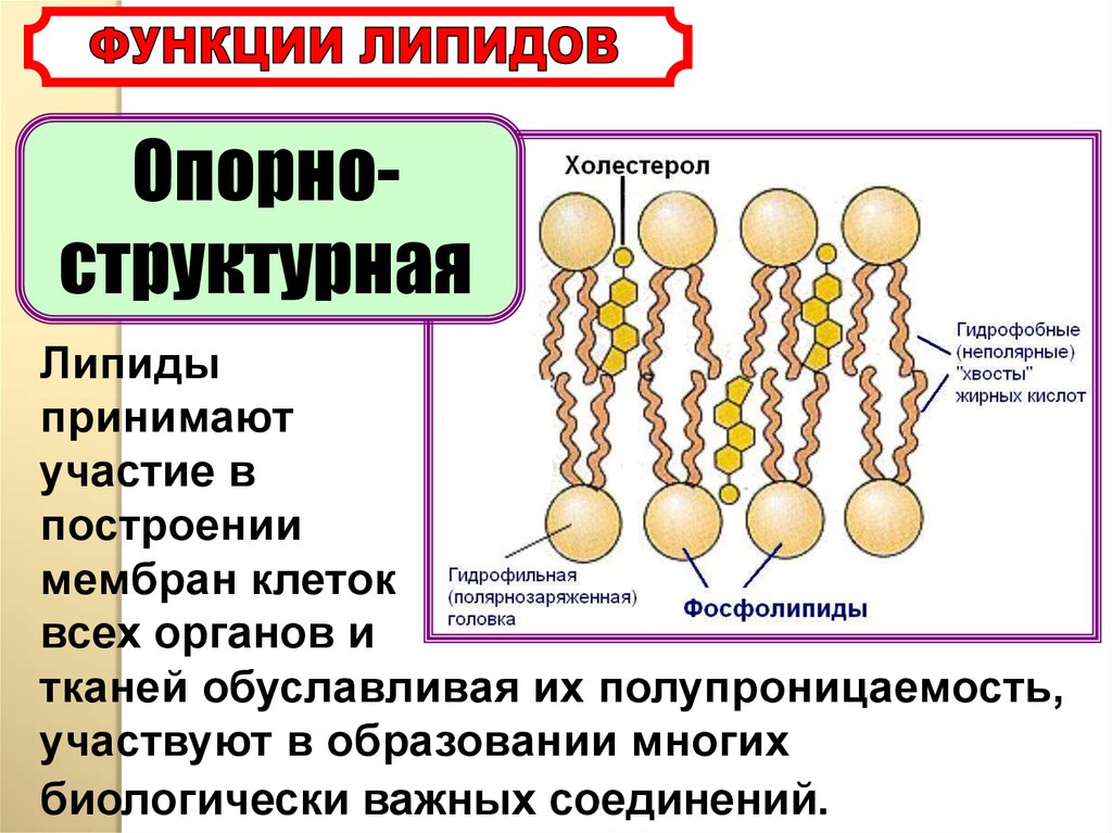 Липиды состав функции. Структура строения липидов. Фосфолипиды мембран клеток структура. Строение мембраны клетки . Липиды. Липиды: классы, структура, функции.
