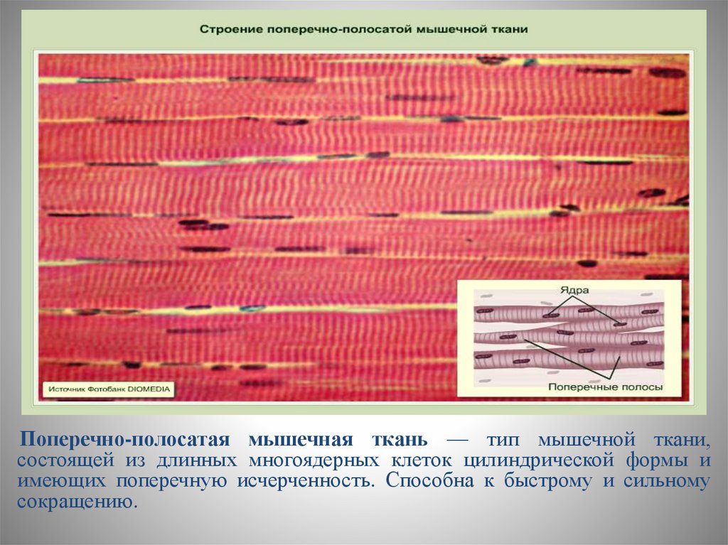 Строение поперечно полосатой мышечной ткани