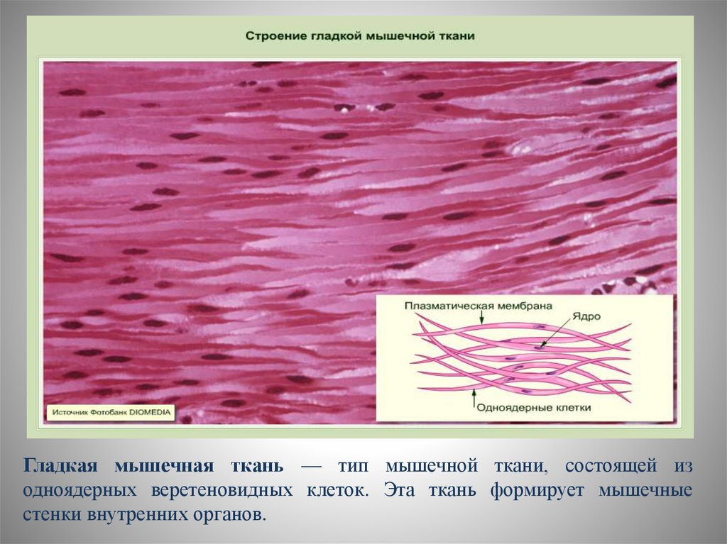 Как называется клетка мышечной ткани