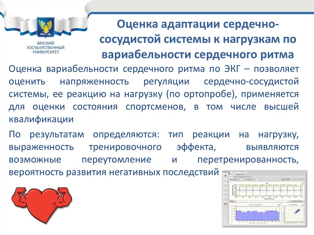 Адаптация сердечно сосудистой системы к нагрузкам